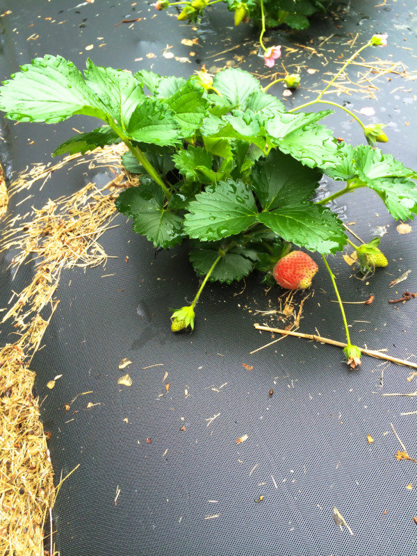 First Strawberry
