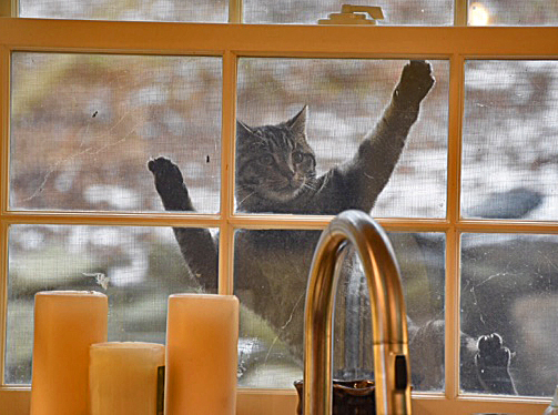 Chloe at Kitchen Window