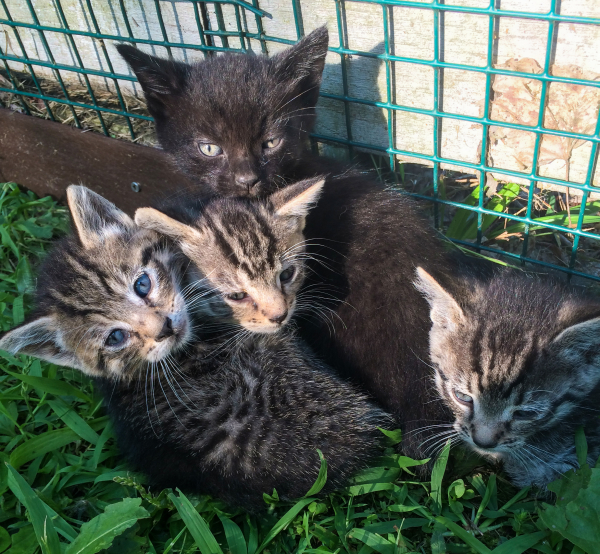 4 Kittens