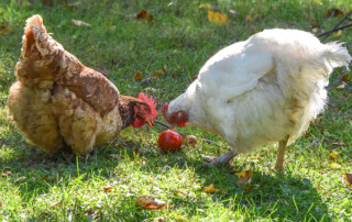 Chickens Recycling The Garden