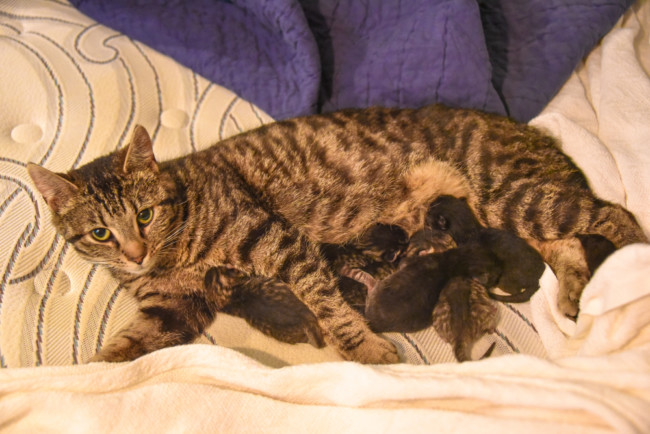 Chloe and Her Kittens