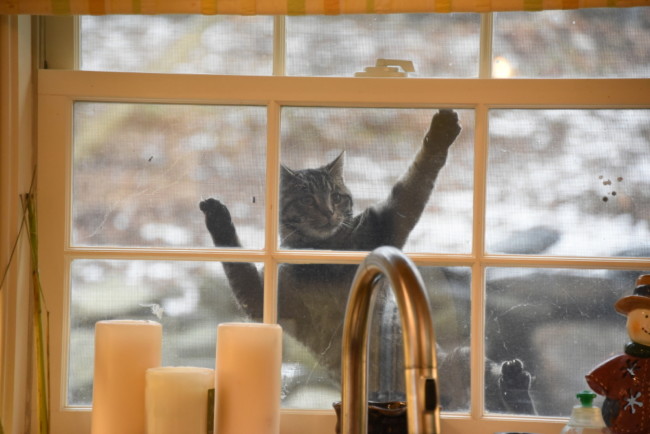 Chloe at Kitchen Window