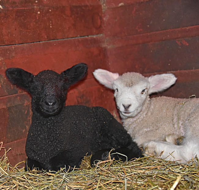 Two Lambs Cuddling