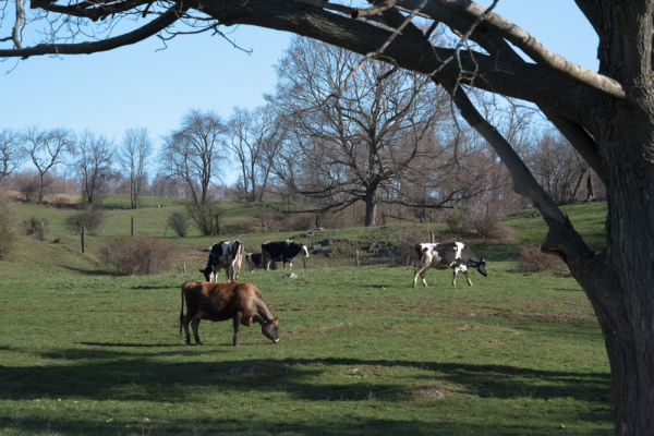 Cows with Tree