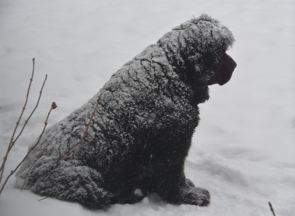 Dixie Enjoying the Snow