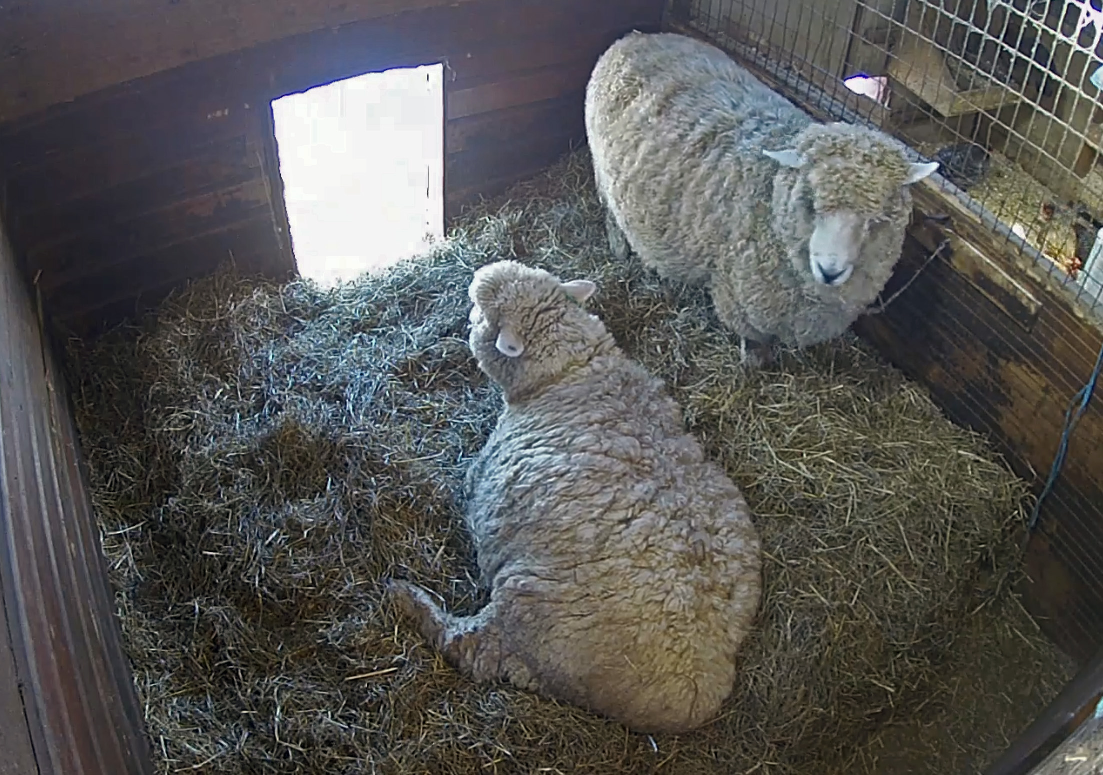 Pregnant Ewes