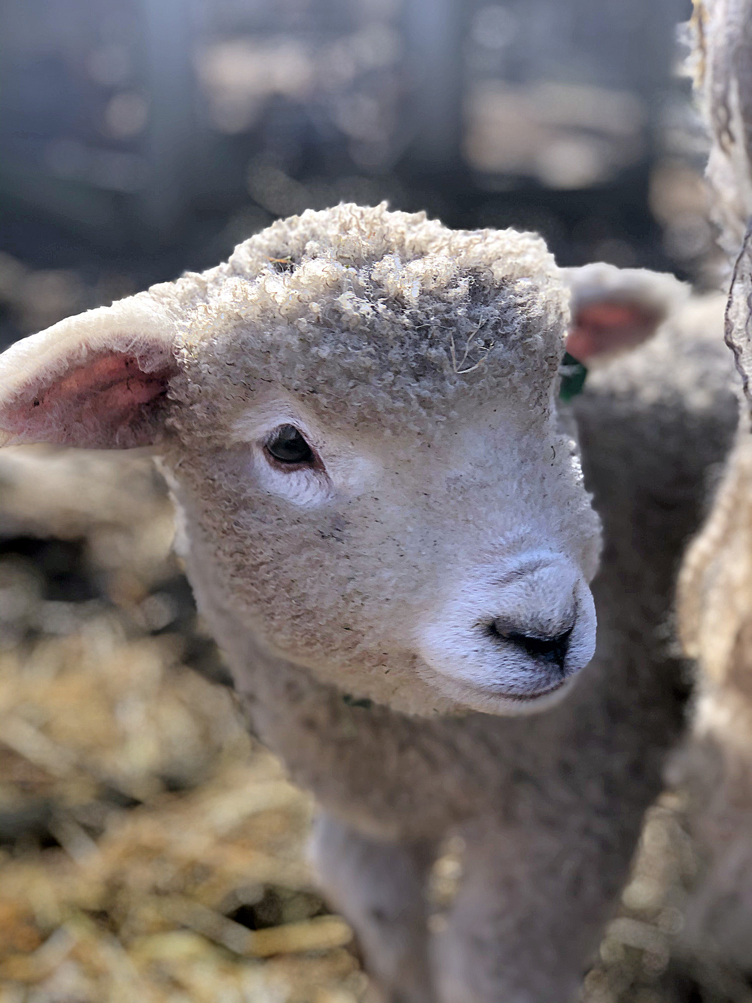 Lamb Close Up