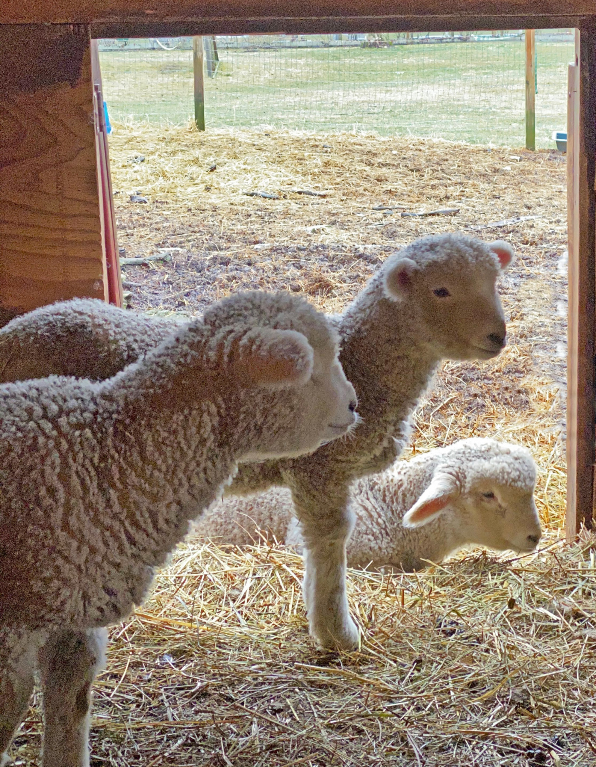 Lambs Getting Bigger