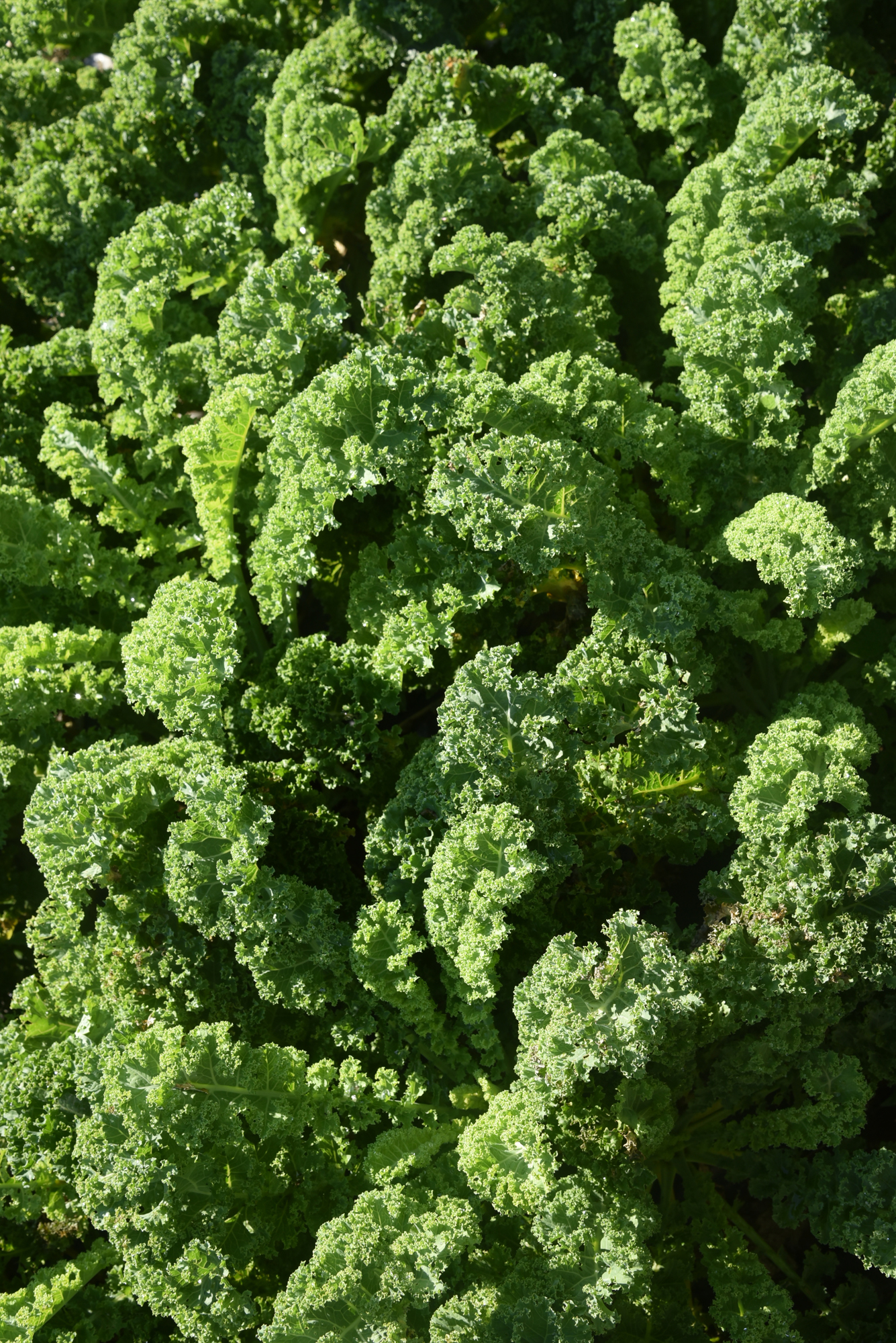 Kale in the Garden