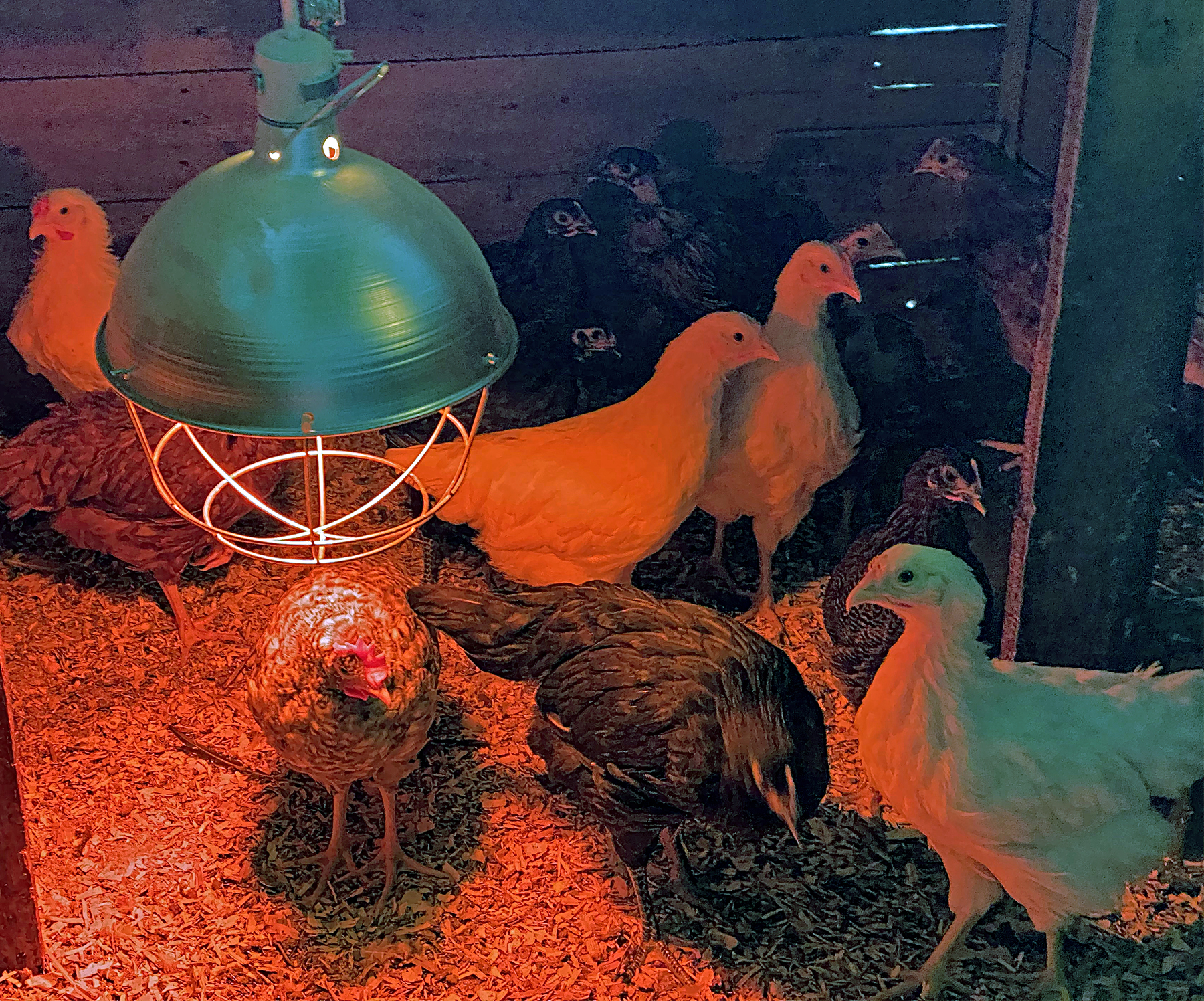 Chicks are Growing Up-Under a Heat Lamp