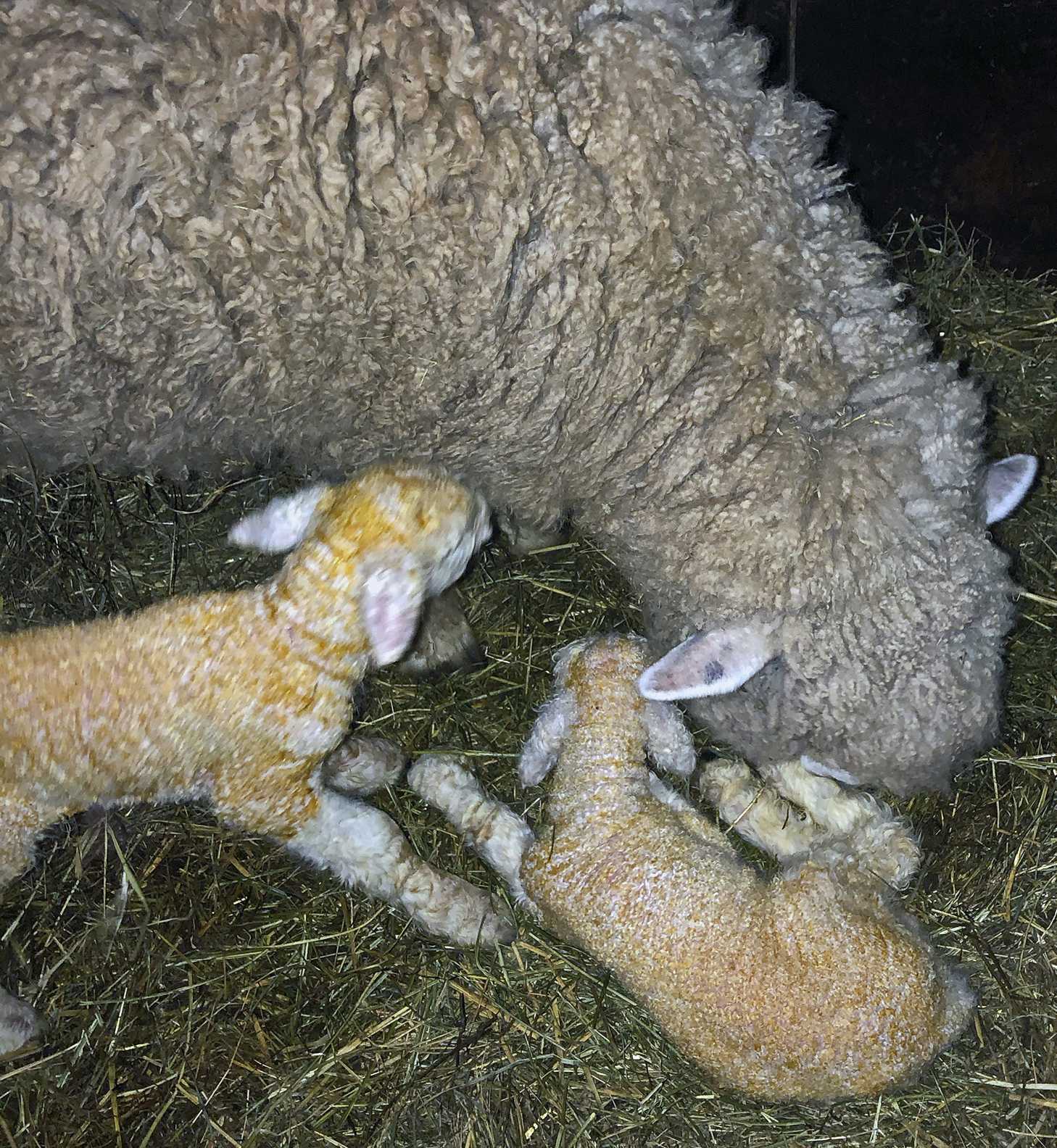 New Born Lambs