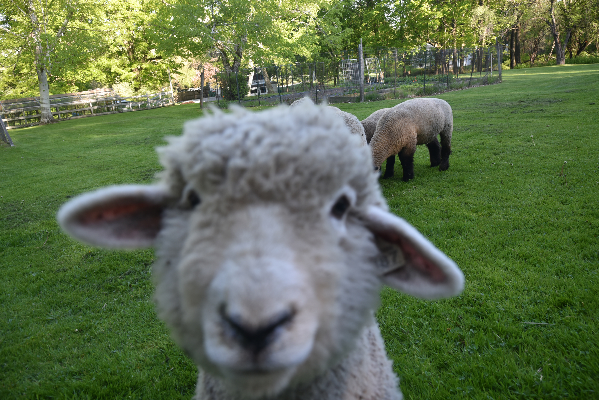 Curious Sheep