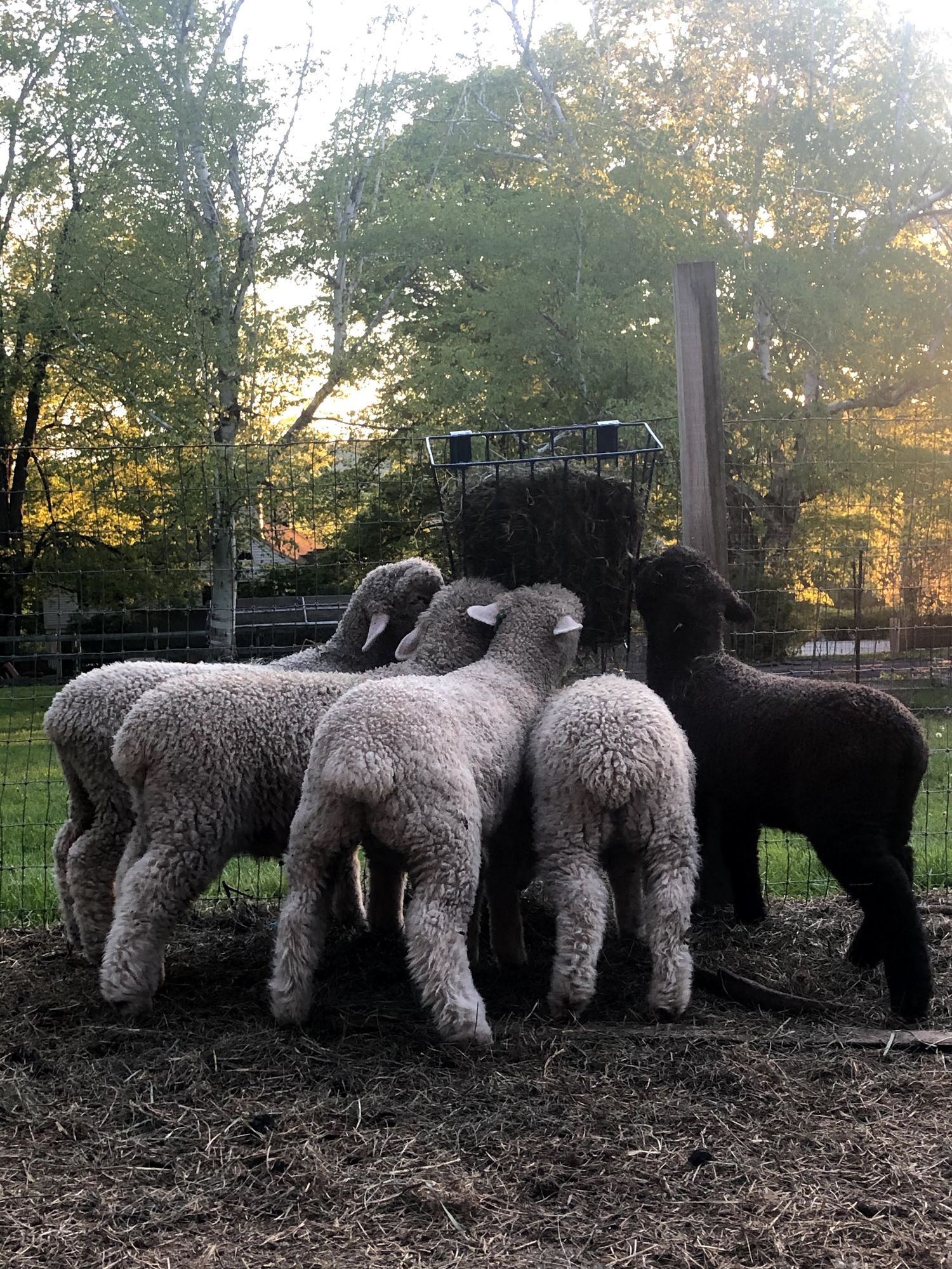 Lambs Love Hay