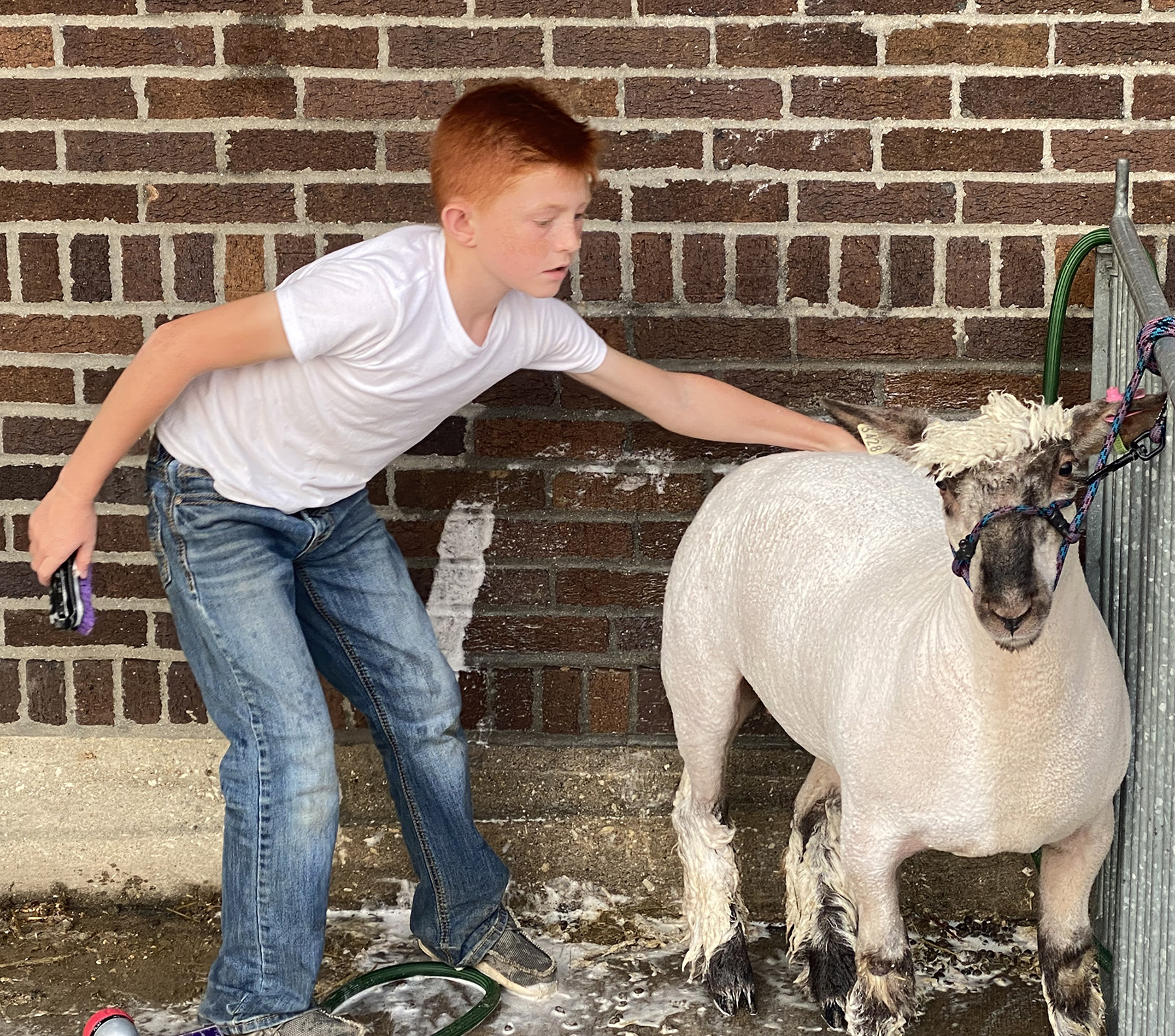 Young 4Her Washing His Sheep