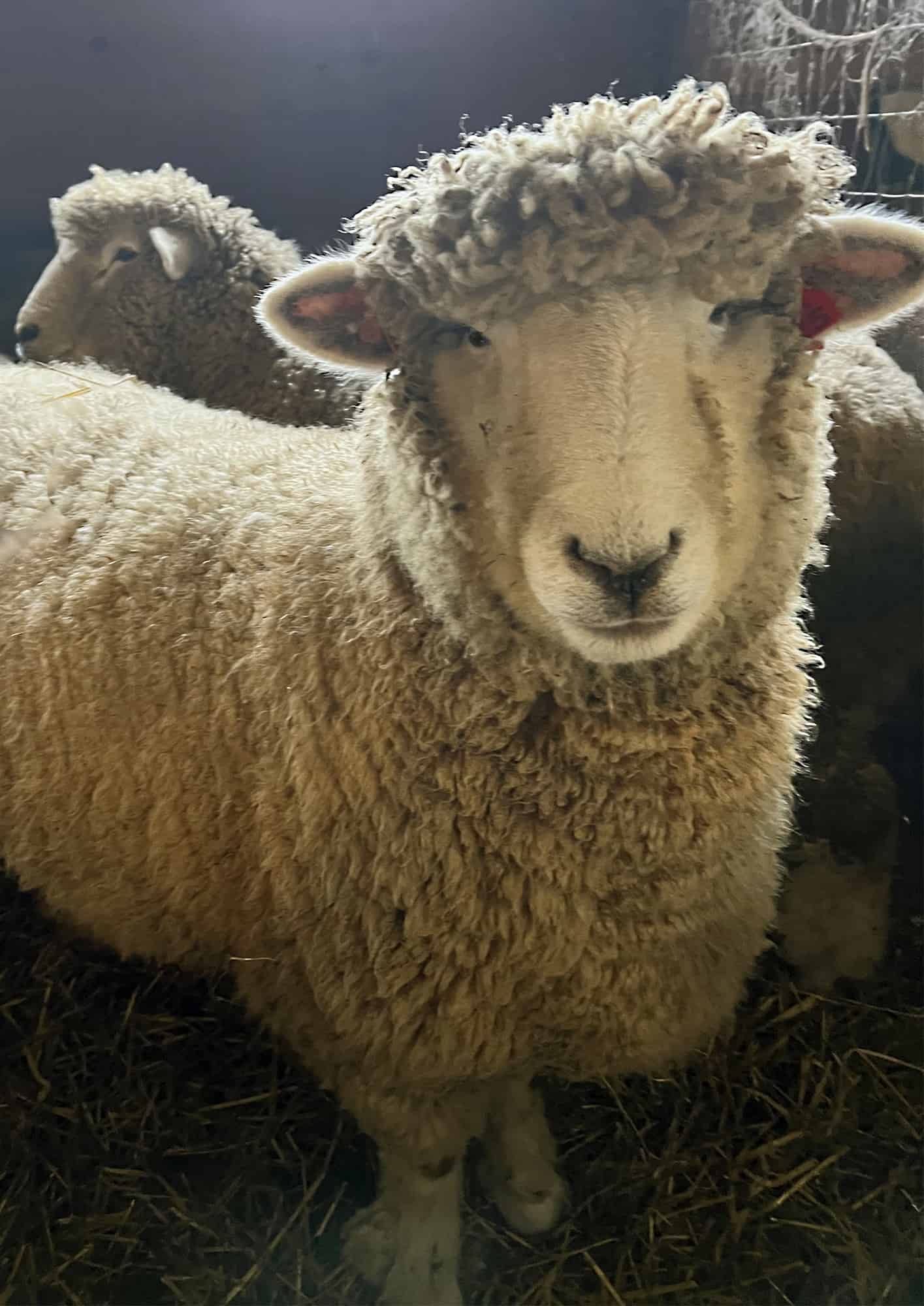 Sheep Growing Wool