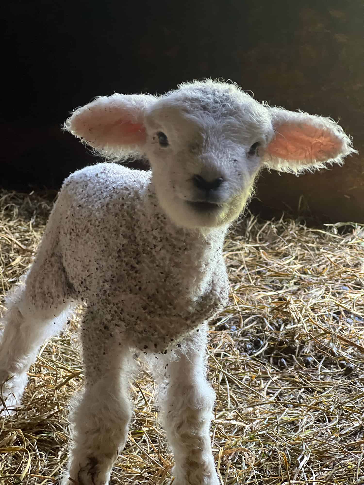 Lamb Trying Out for Role as Baby Yoda