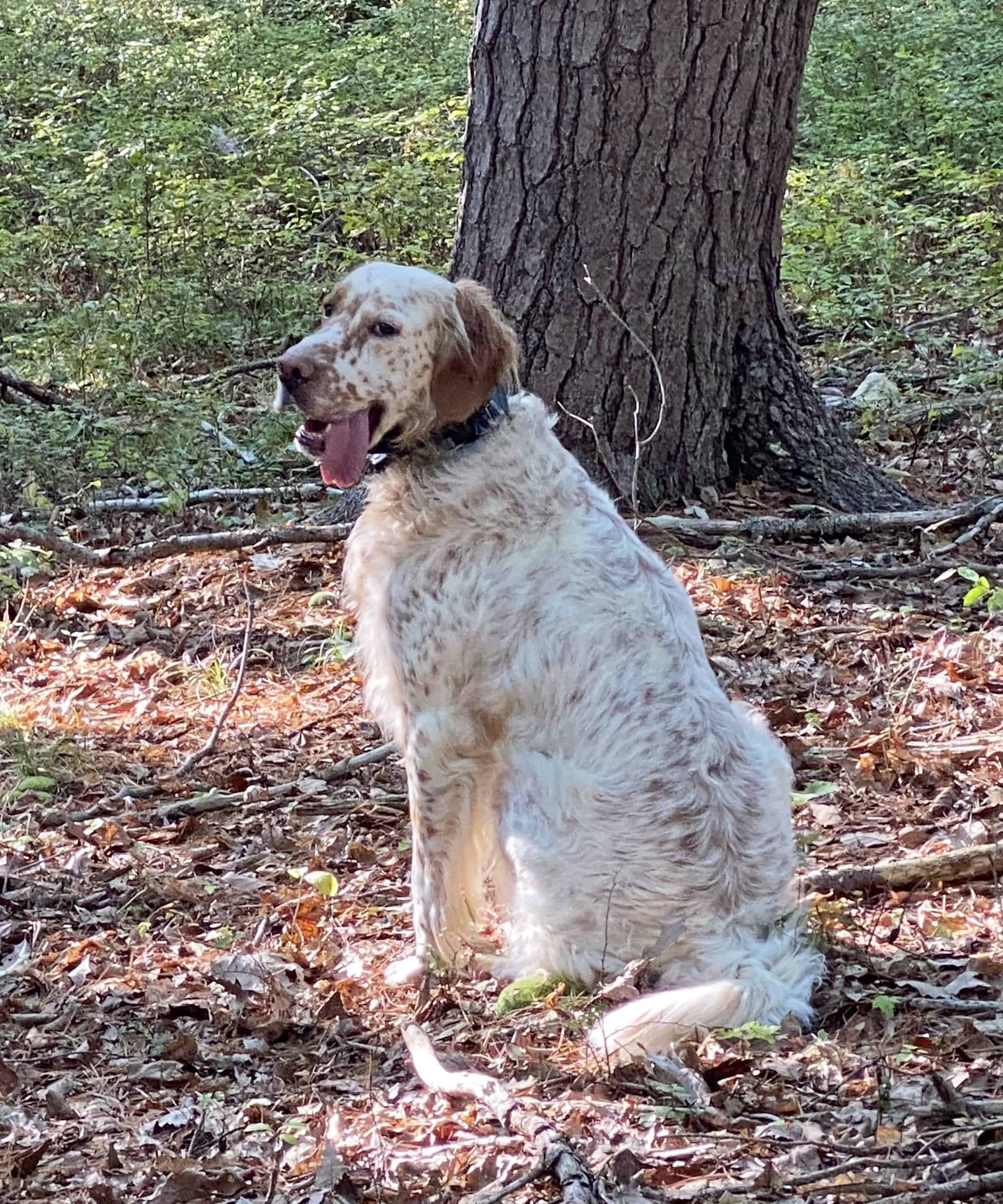 Gus Taking a Break in the Woods