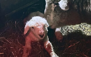 White Lamb And Mom