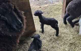 Four Of Eight Lambs